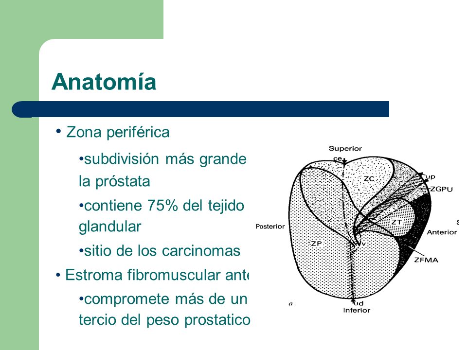 beneficios de la próstata superior beneficios de la próstata superior